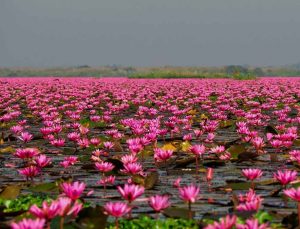 Gulawat Lotus Valley